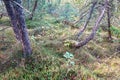 Damaged and leaning trees in a lush green forest outdoors in nature. Landscape with dead brown plants after a storm in Royalty Free Stock Photo