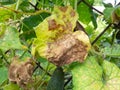 The damaged leaves of cucumber, cucumber plant with fruit is damaged, brown fading leaves of cucumber