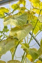 The damaged leaves of cucumber spider mite Tetranychus urticae