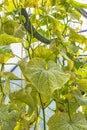 The damaged leaves of cucumber spider mite ( Tetranychus urticae )