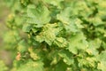 Damaged leaves of currant gall aphid on the bush in summer Royalty Free Stock Photo