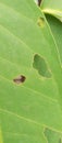 Damaged leaves are eaten by caterpillars