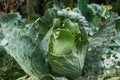 Damaged leaves of ripe cabbage with multiple holes caused by cabbage butterfly.