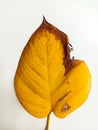 Damaged leaves yellowing decay process on white background