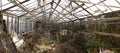 Damaged and neglected agriculture greenhouse with plenty of mess and chopped overgrown rose bushes. Missing and broken glass Royalty Free Stock Photo