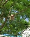 Damaged nest of a bird on a tree