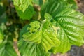 Damaged nut garden diseases. Closeup of hazelnut leaves with caterpillar holes