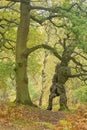 Damaged oak tree in a green forest near Brocton Coppice, England