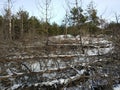 Half burnt forest next to half green forest in winter.