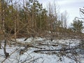 Half burnt forest next to half green forest in winter.