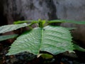 damaged plant leaves