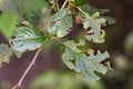 Damaged plant leaves, devouring. Eaten tree foliage struck by parasites