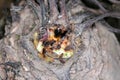 Damaged plant of sugar beet by caterpillars of the beet moth Scrobipalpa ocellatella. This is an important pest of sugar beet