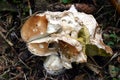 Damaged porcino mushroom in forest. Close up Royalty Free Stock Photo