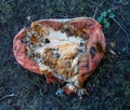 Damaged Pumpkin on green grass Royalty Free Stock Photo