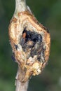 Damaged raspberry shoots by Raspberry gall midge - Lasioptera rubi. A dangerous pest in orchards and gardens