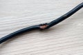 Damaged by rats black electric cord on wooden floor background. Dangerous broken power electrical cable Royalty Free Stock Photo