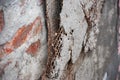 Damaged reinforced lattice on the wall