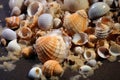 damaged sea snails shells