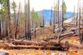 Damaged Sequoia Forest After Wildfire In Sequoia National Park Royalty Free Stock Photo