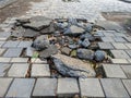 Damaged Sidewalk with Broken Tiles and Debris Royalty Free Stock Photo