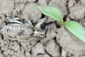 Damaged sugar beet seedling by Sugar beet weevil Asproparthenis punctiventris formerly Bothynoderes punctiventris.