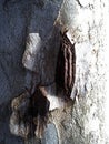 Damaged surface of a plane tree trunk. Ulceration on the cortex caused by disease, virus, or rotting after breaking off a branch