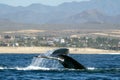 damaged tail humpback whale in pacific ocean baja california sur mexico Royalty Free Stock Photo