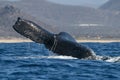 damaged tail humpback whale in pacific ocean baja california sur mexico Royalty Free Stock Photo