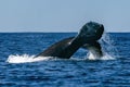 damaged tail humpback whale in pacific ocean baja california sur mexico Royalty Free Stock Photo