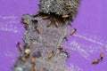 Damaged termite colony Royalty Free Stock Photo