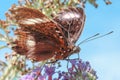 Damaged and almost transparent forewing of a black and white but Royalty Free Stock Photo