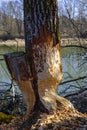 Damaged tree by Eurasian beaver in riparian area