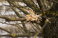 Damaged tree branch is close