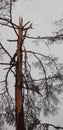 Damaged tree after a direct lightning strike