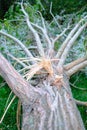 Damaged tree trunk is seen fallen on the ground after the storm Royalty Free Stock Photo