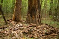 Damaged trees beetle bark beetle. Trees with damaged bark in the forest