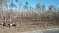 Damaged trees