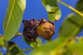 Damaged walnut due to pests on the tree Royalty Free Stock Photo
