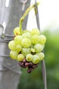 Damaged white grapes