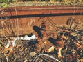 Damaged wooden railway sleeper. No train passed for a long time. Royalty Free Stock Photo