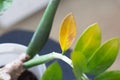Damaged yellow leaves on branch of zamioculcas houseplant because of wrong care indoor