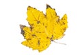 Damaged yellow maple leaf isolated white background Royalty Free Stock Photo