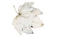 Damaged yellow maple leaf isolated white