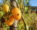 Damaged yellow tomato grows in the garden