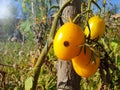 Damaged yellow tomatoe grows in the garden, selective focus