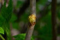 Damaged young bud of black currant bush because of cecidophyopsis ribis Royalty Free Stock Photo