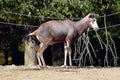 Damaliscus Pygargus Phillipsi Baby Exotic Animals