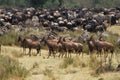 Topi, damaliscus korrigum, Herd with Burchell Zebras and Blue Wildebeests, Masai Mara Park in Kenya Royalty Free Stock Photo