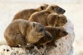Daman (Hyraxes) sits on a rock Royalty Free Stock Photo